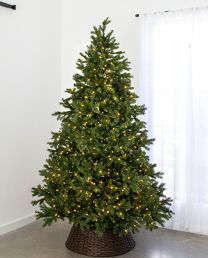 7.5' Indoor LED Sacred Fir Tree - Warm White