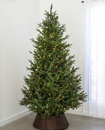 7.5' Indoor LED Upswept Norway Spruce Tree - Warm White