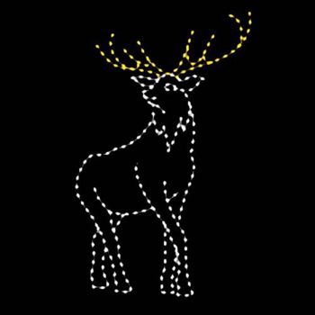 10' Elk