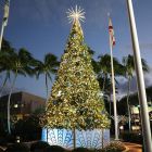 20' Majestic Tree