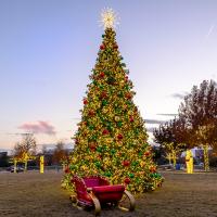 Majestic Mountain Pine Christmas Trees