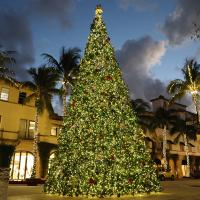 Commercial Trees