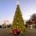Commercial Trees