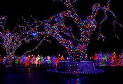 Large Tree Wrapped by Professional Christmas Light Installers