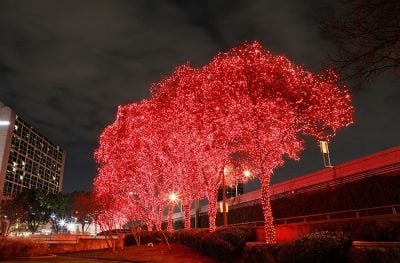 Large tree wrapped in red Christmas lights 